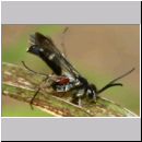 Episyron rufipes - Wegwespe m08 7-8mm - Sandgrube Niedringhaussee.jpg